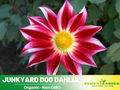 40+ Seeds|  Junkyard Dog  Perennial Seeds– Long Lasting Blooms, Ideal for Cut Flower Arrangements, Vibrant Garden Mix for Summer & Fall #D061
