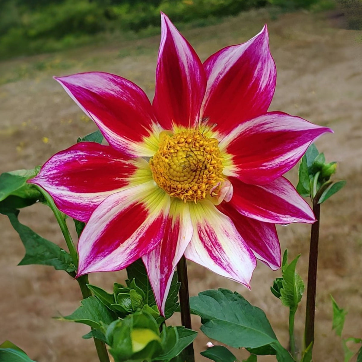 Junkyard Dog Perennial Seeds - Long Lasting Blooms, 40+ seeds