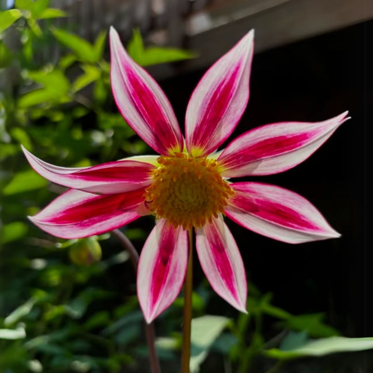 Junkyard Dog Perennial Seeds - Long Lasting Blooms, 40+ seeds