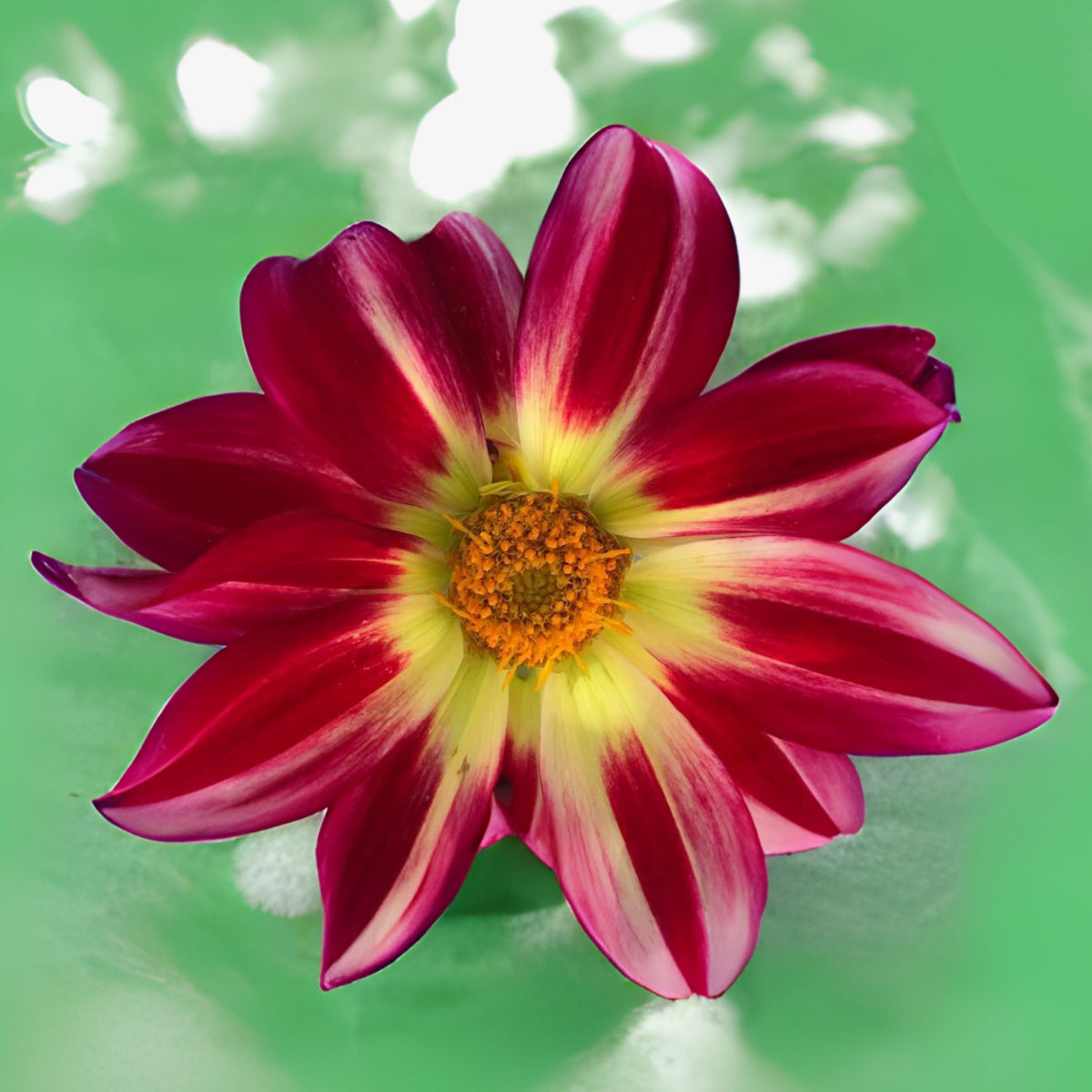 Junkyard Dog Perennial Seeds - Long Lasting Blooms, 40+ seeds