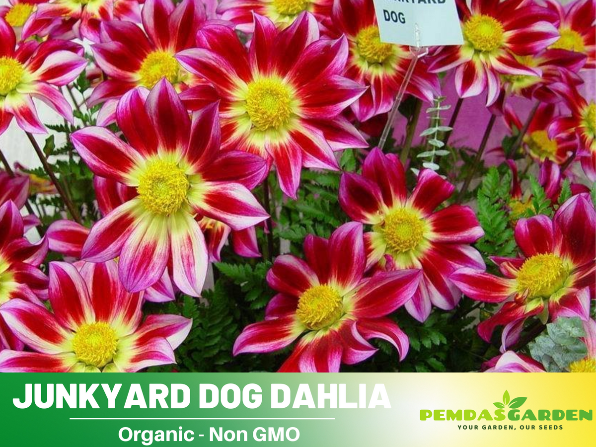 40+ Seeds|  Junkyard Dog  Perennial Seeds #D061