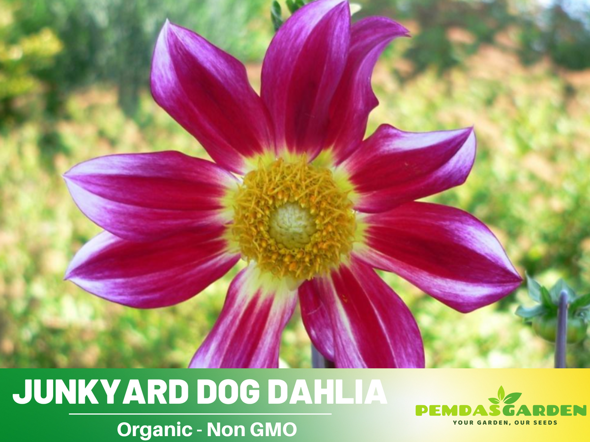 40+ Seeds|  Junkyard Dog  Perennial Seeds #D061