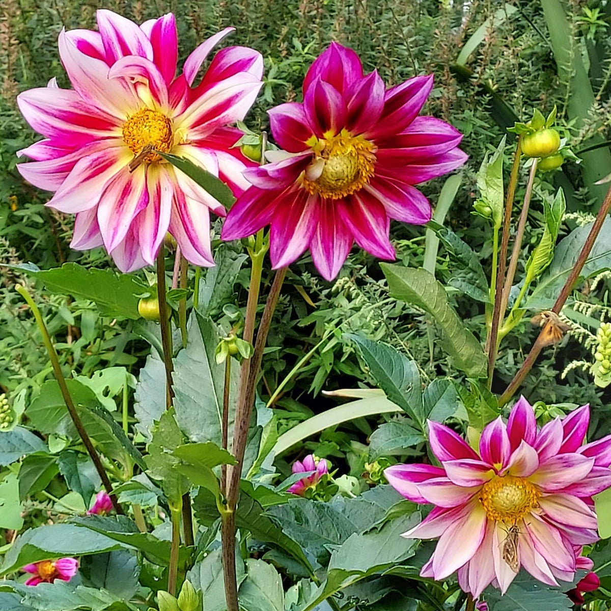 Junkyard Dog Perennial Seeds - Long Lasting Blooms, 40+ seeds