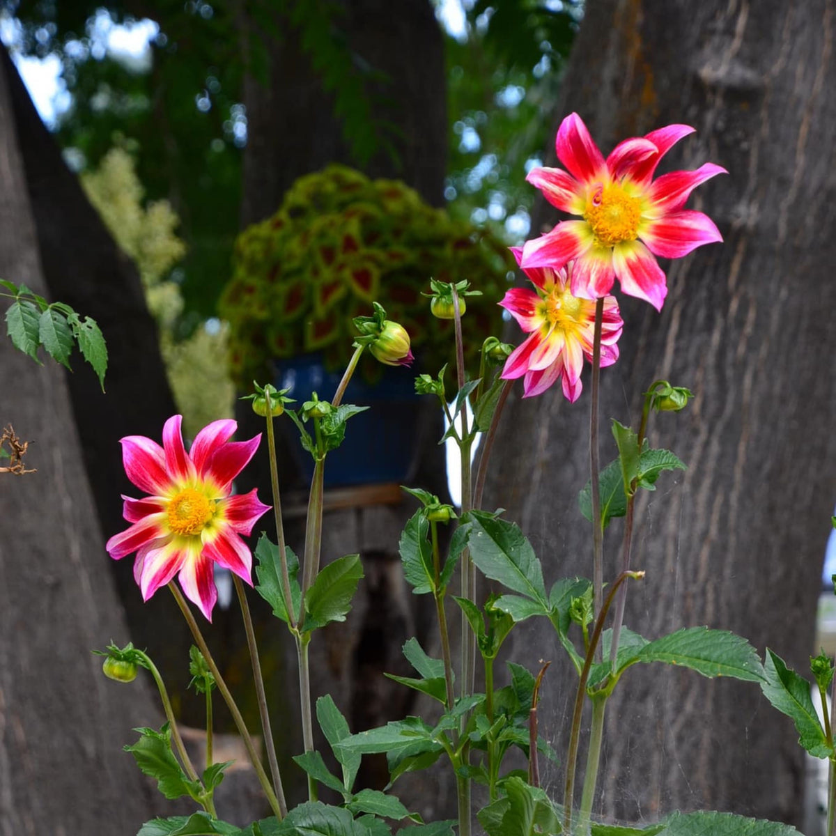 Junkyard Dog Perennial Seeds - Long Lasting Blooms, 40+ seeds