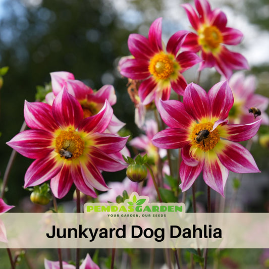 Junkyard Dog Perennial Seeds - Long Lasting Blooms, 40+ seeds