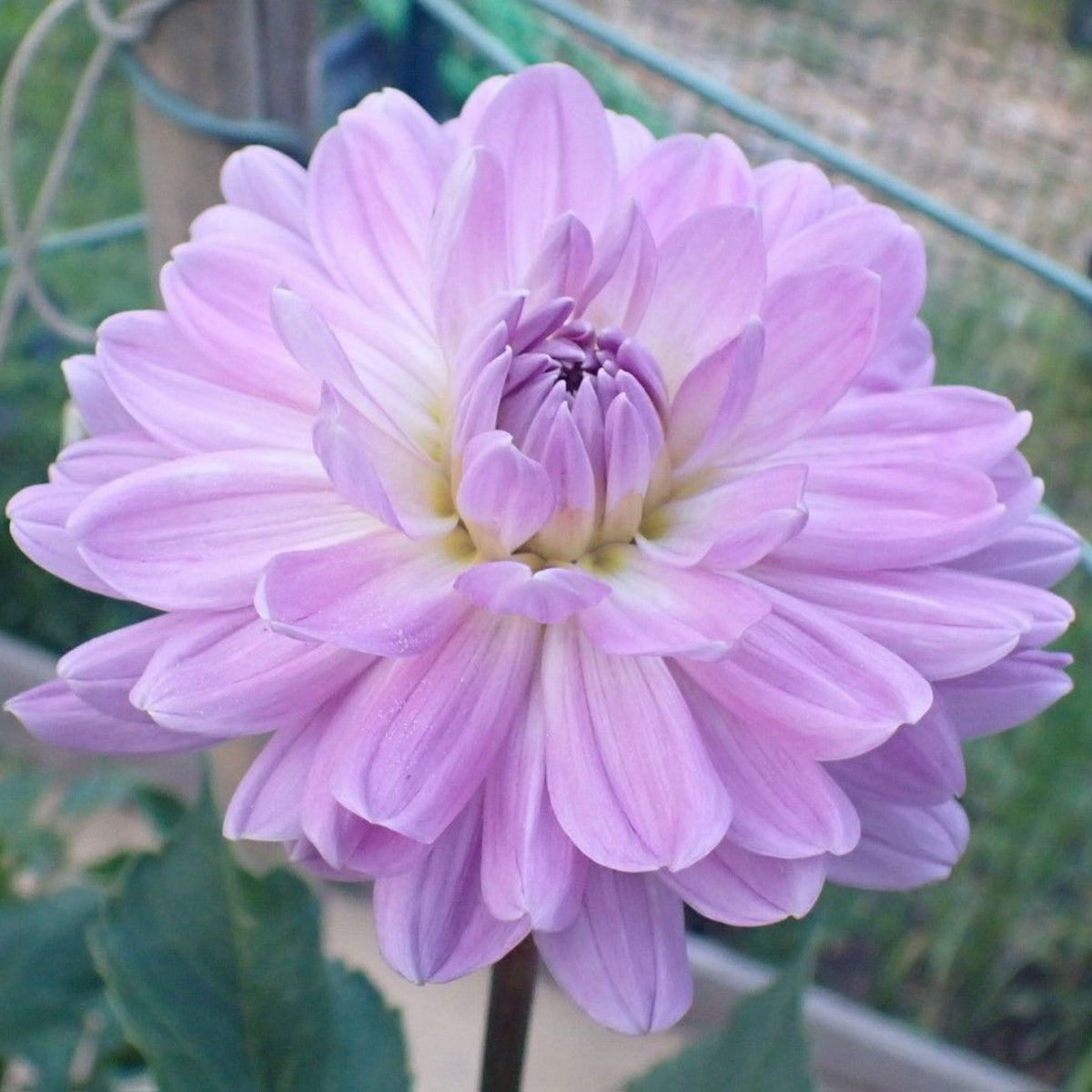 Jordan Nicole Dahlia Perennial Seeds - Long Lasting Blooms, 40+ seeds