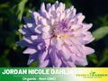 40+ Seeds|  Jordan Nicole Dahlia Perennial Seeds– Long Lasting Blooms, Ideal for Cut Flower Arrangements, Vibrant Garden Mix for Summer & Fall #D062