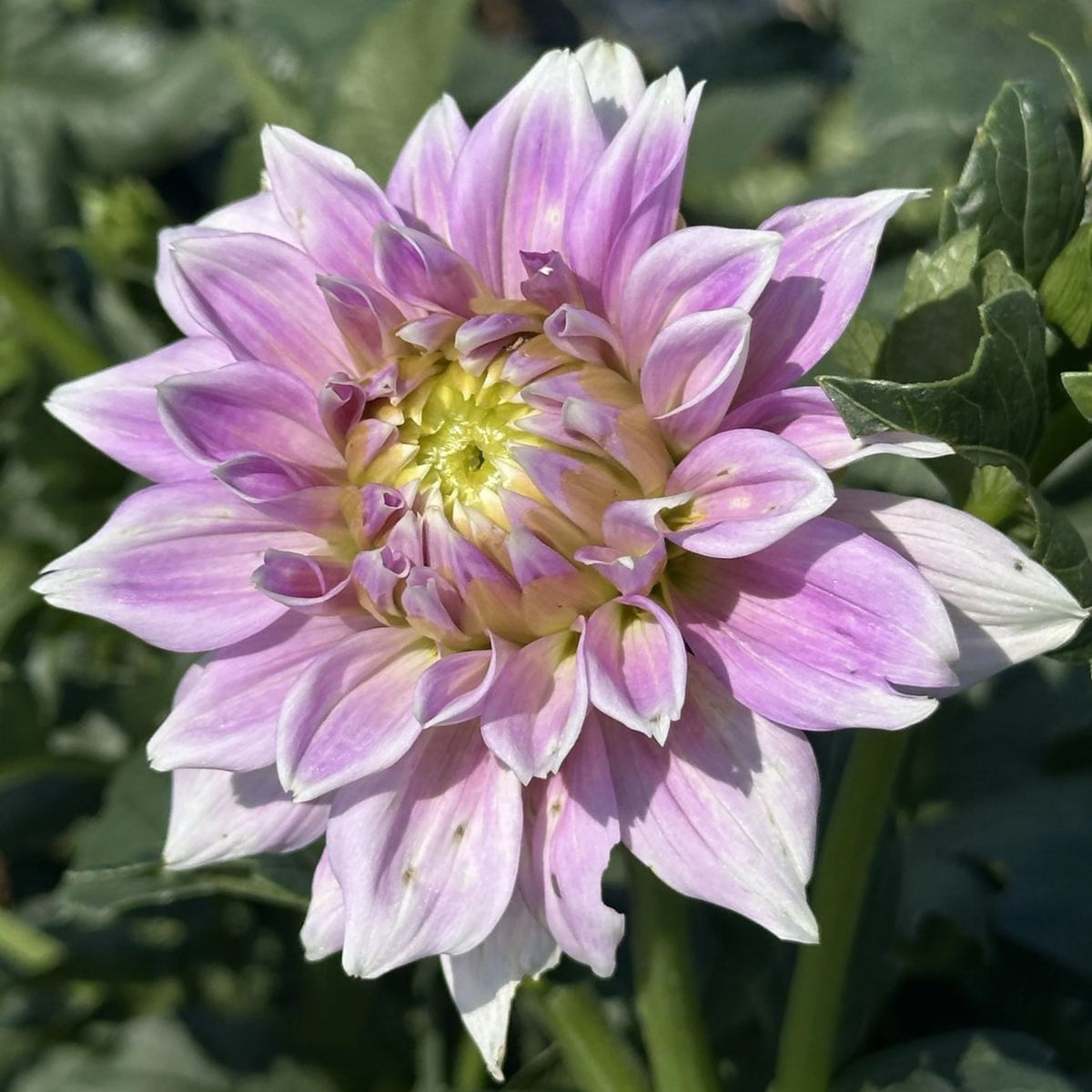 Jordan Nicole Dahlia Perennial Seeds - Long Lasting Blooms, 40+ seeds