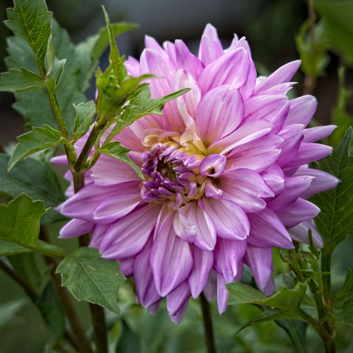 Jordan Nicole Dahlia Perennial Seeds - Long Lasting Blooms, 40+ seeds