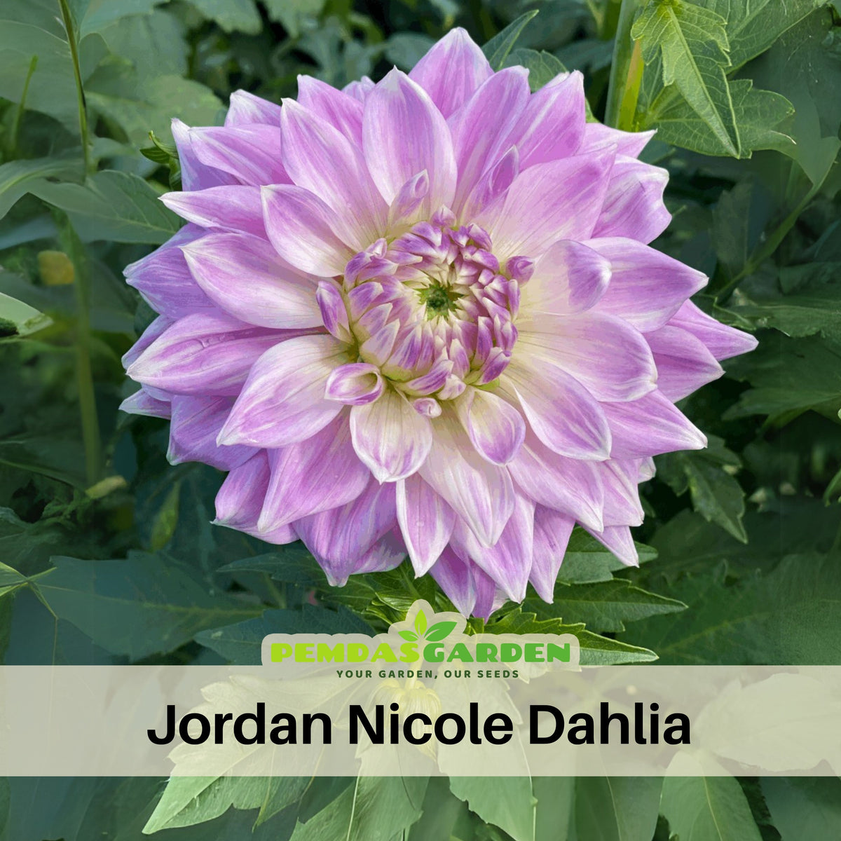 Jordan Nicole Dahlia Perennial Seeds - Long Lasting Blooms, 40+ seeds