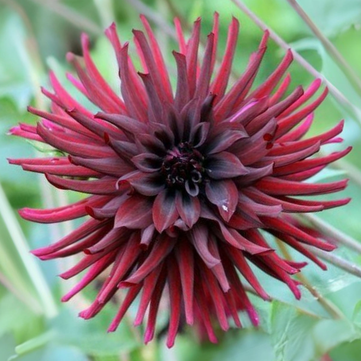 Black Narcissus Dahlia Perennial Seeds - Mixed Color Blooms, 40+ seeds