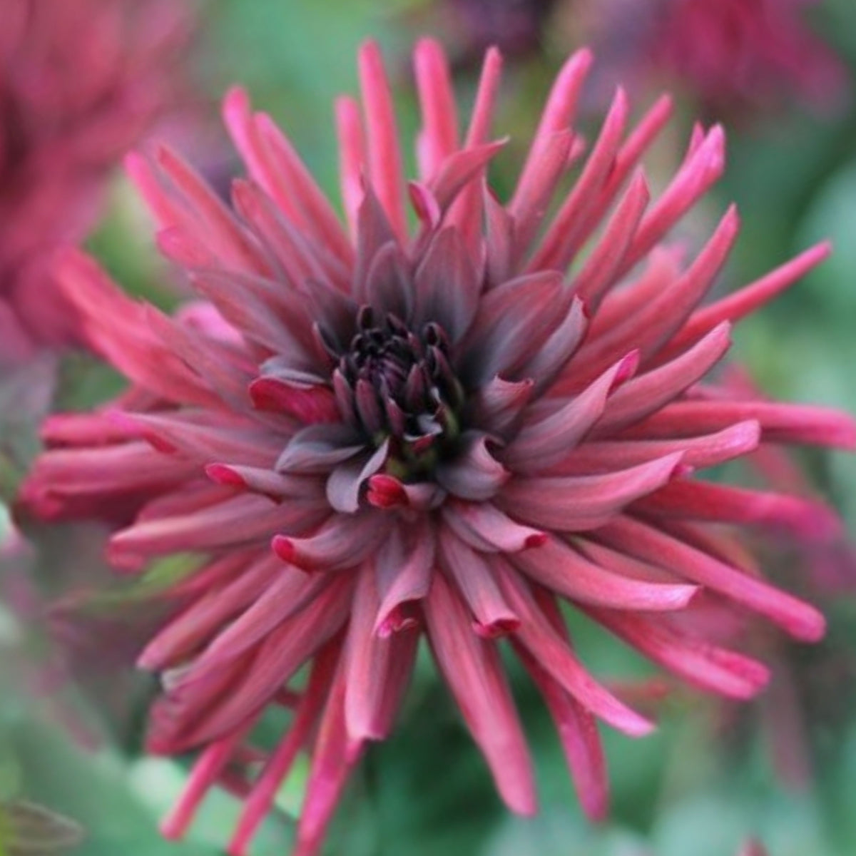 Black Narcissus Dahlia Perennial Seeds - Mixed Color Blooms, 40+ seeds