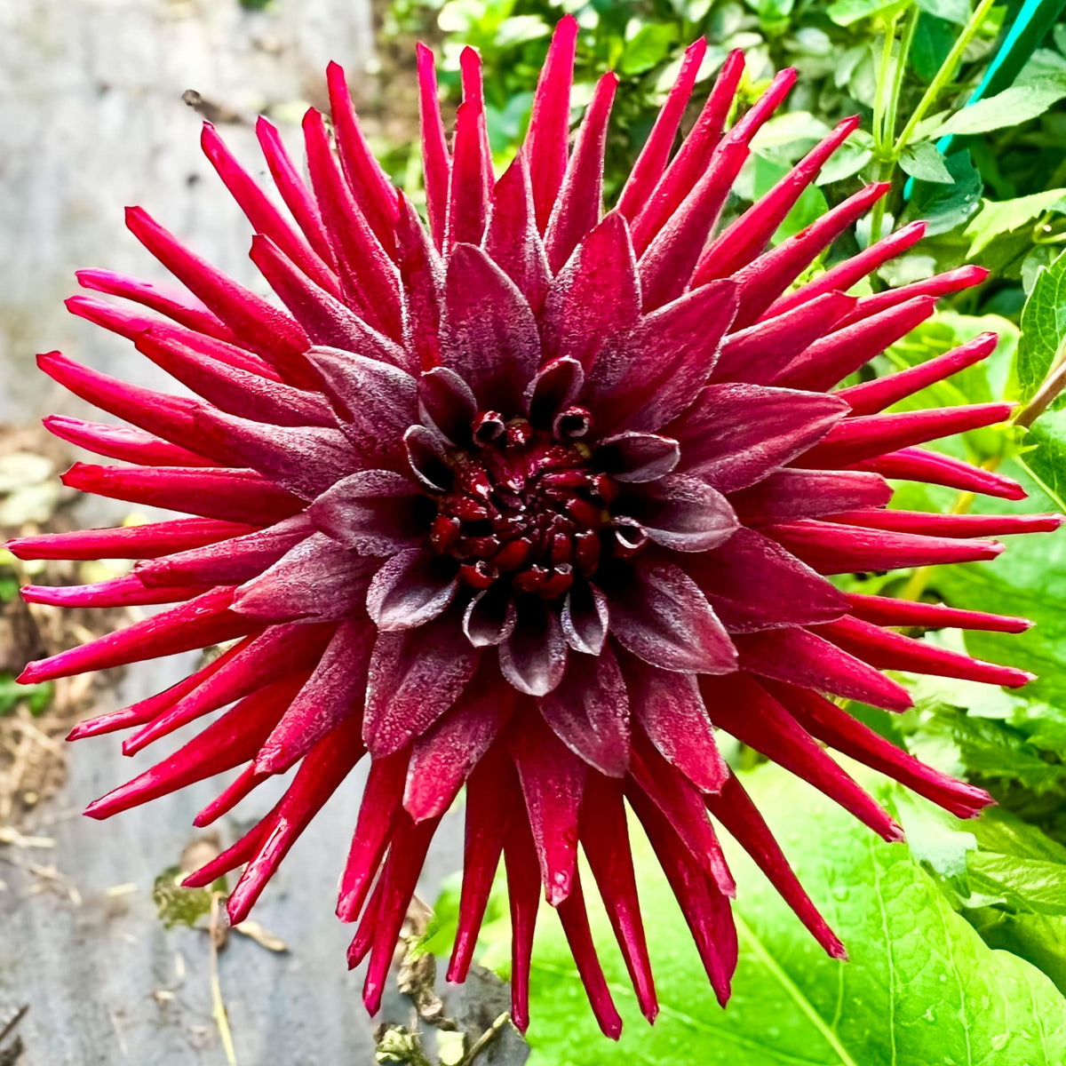 Black Narcissus Dahlia Perennial Seeds - Mixed Color Blooms, 40+ seeds