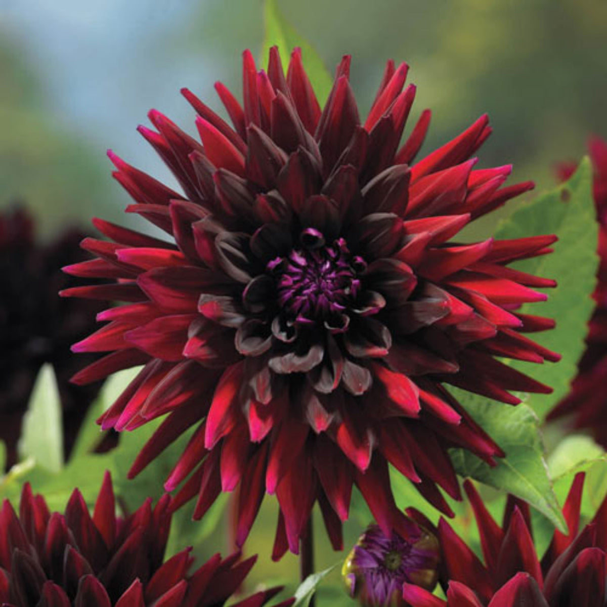 Black Narcissus Dahlia Perennial Seeds - Mixed Color Blooms, 40+ seeds