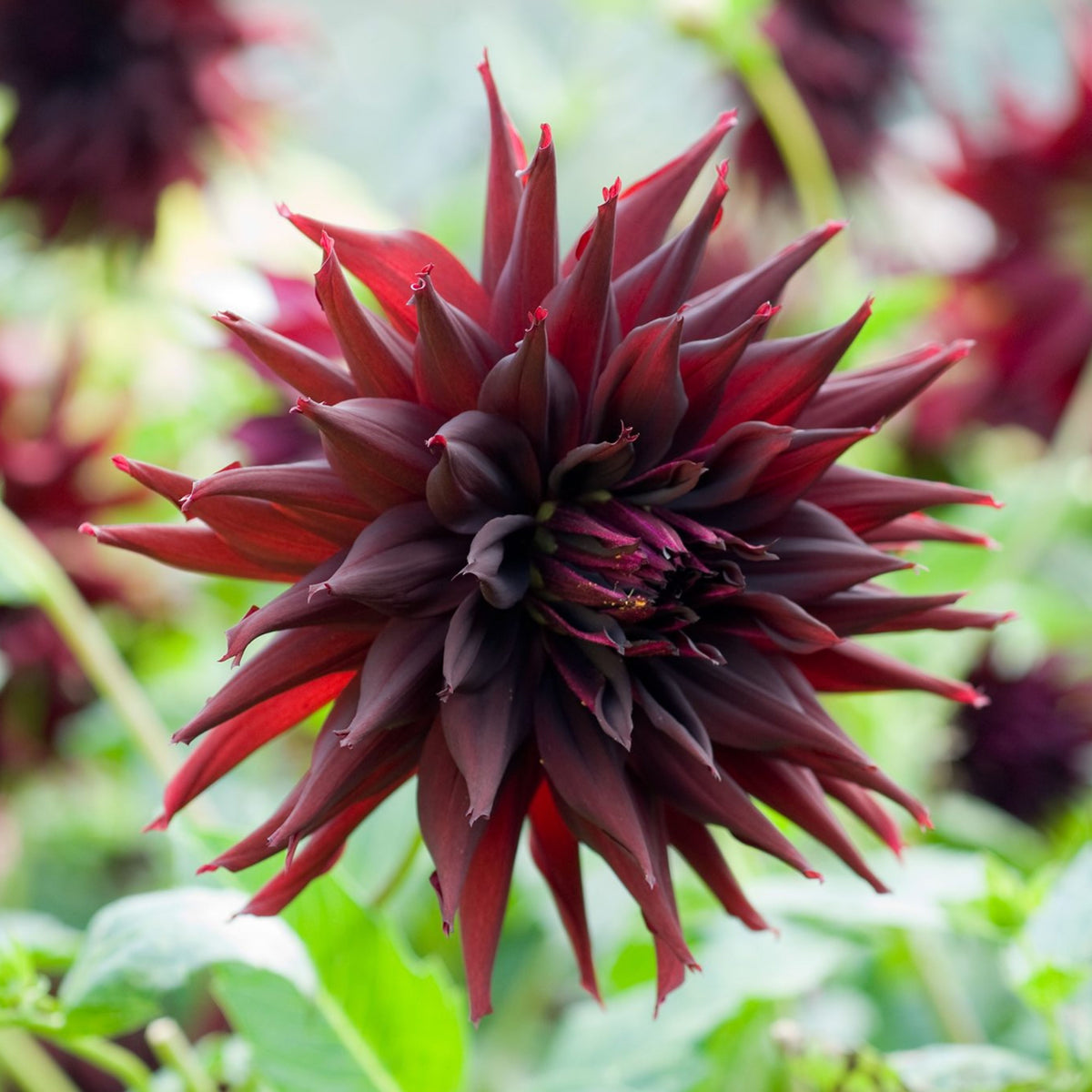 Black Narcissus Dahlia Perennial Seeds - Mixed Color Blooms, 40+ seeds