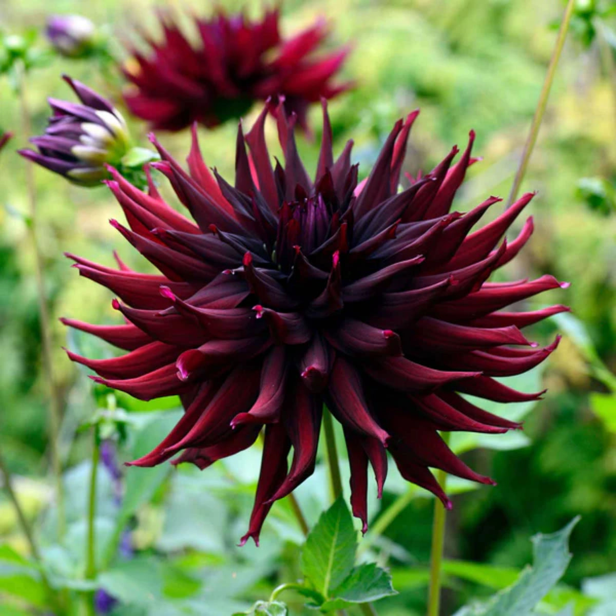 Black Narcissus Dahlia Perennial Seeds - Mixed Color Blooms, 40+ seeds