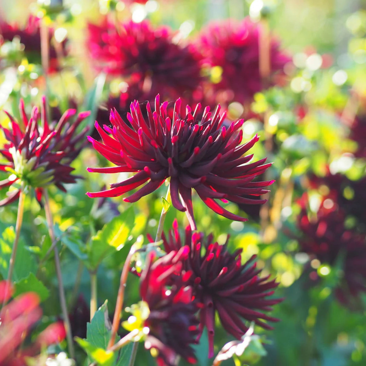 Black Narcissus Dahlia Perennial Seeds - Mixed Color Blooms, 40+ seeds
