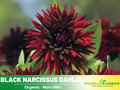 40+ Seeds|  Black Narcissus Dahlia Perennial Seeds– Mixed Color Blooms, Fast Growing Annual Flowers, Ornamental Garden Seeds for Borders & Pots #D063