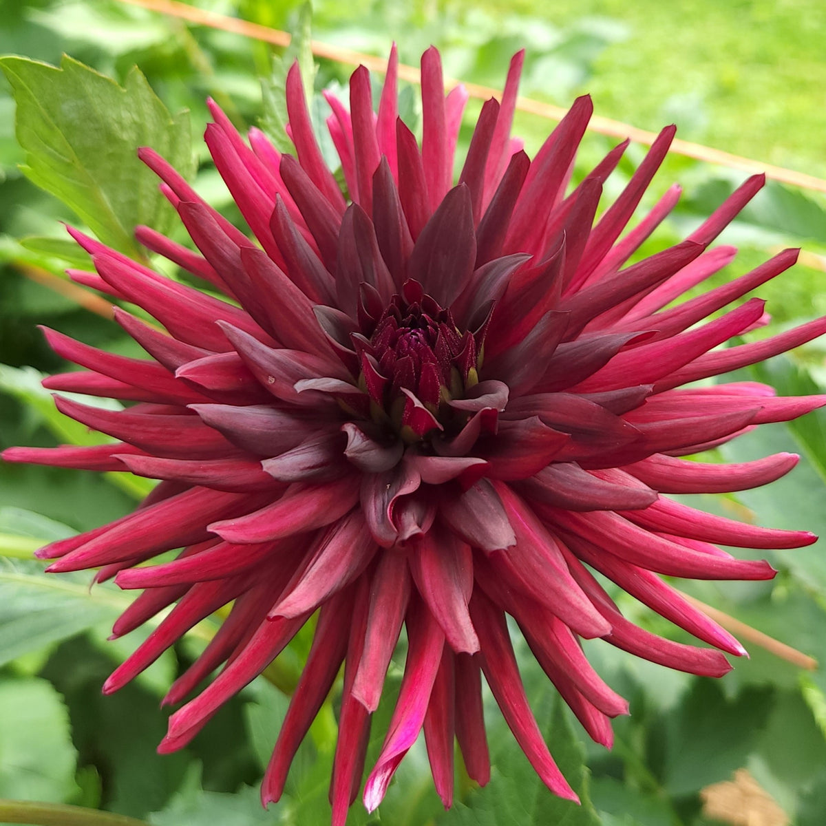 Black Narcissus Dahlia Perennial Seeds - Mixed Color Blooms, 40+ seeds