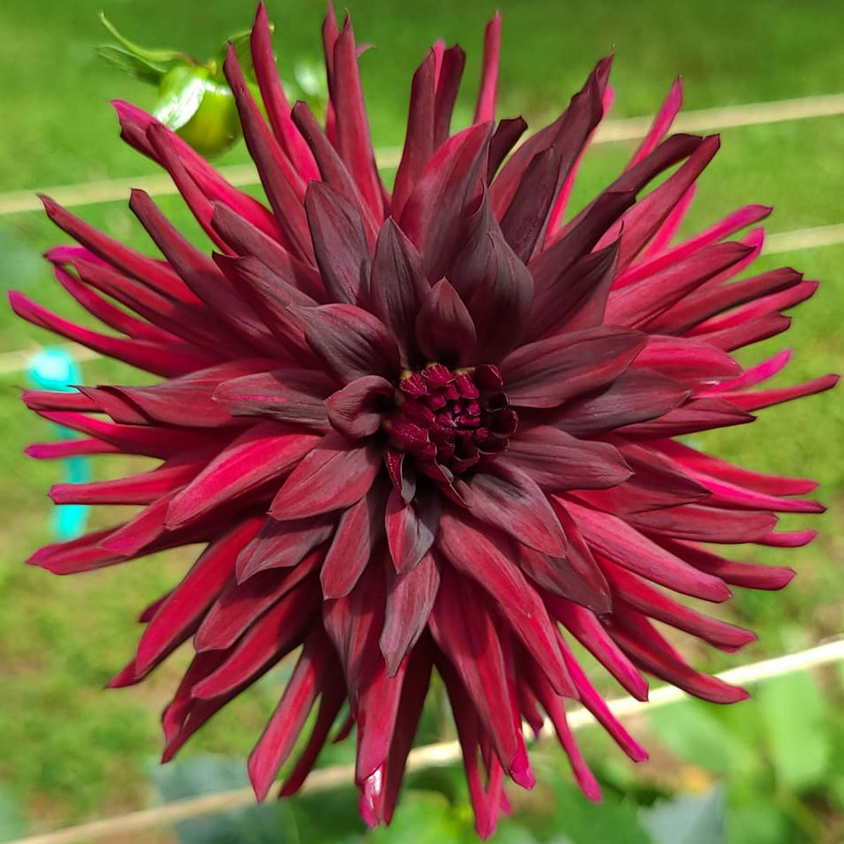 Black Narcissus Dahlia Perennial Seeds - Mixed Color Blooms, 40+ seeds