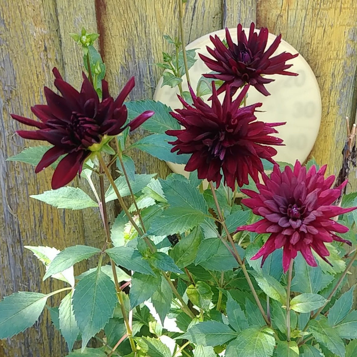 Black Narcissus Dahlia Perennial Seeds - Mixed Color Blooms, 40+ seeds