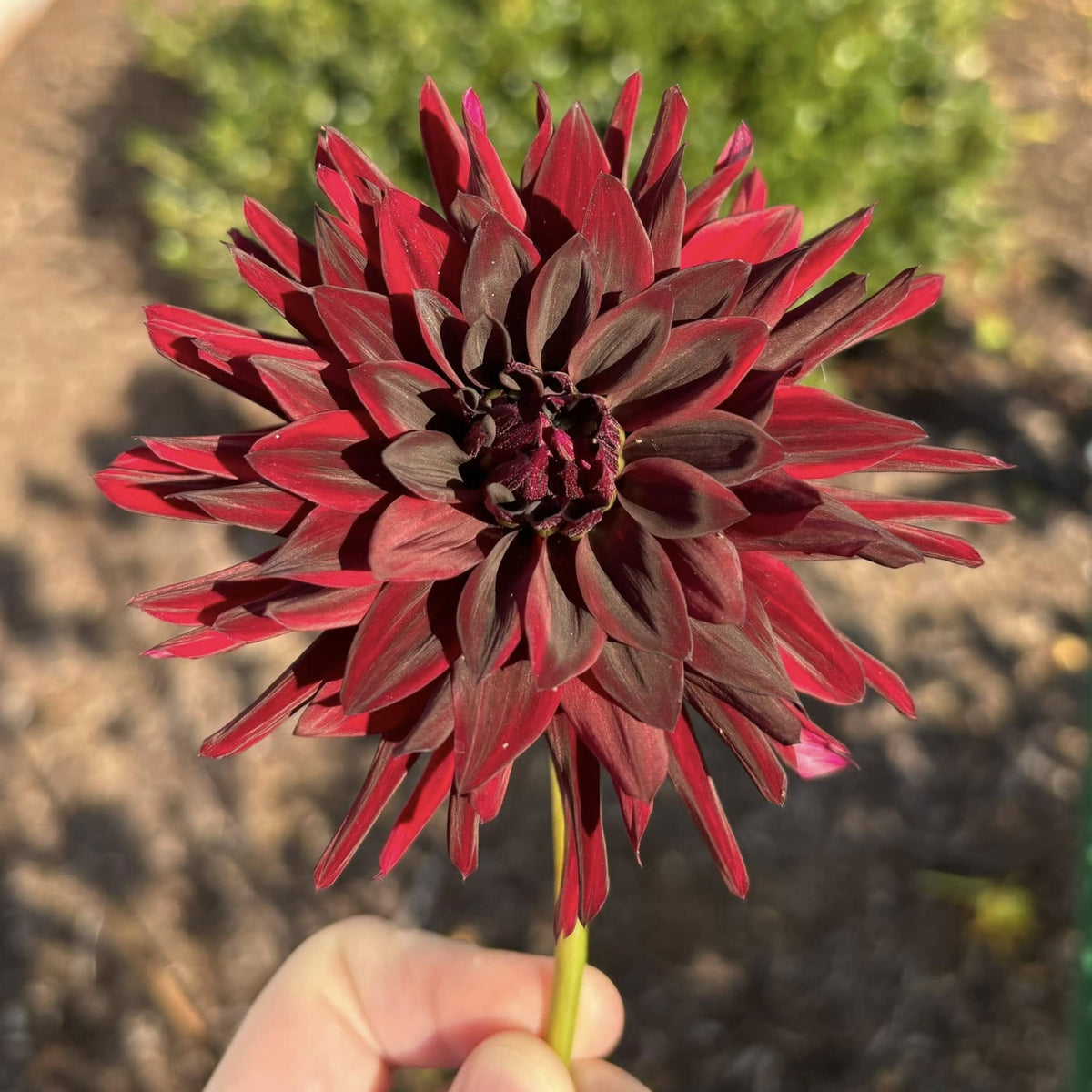 Black Narcissus Dahlia Perennial Seeds - Mixed Color Blooms, 40+ seeds