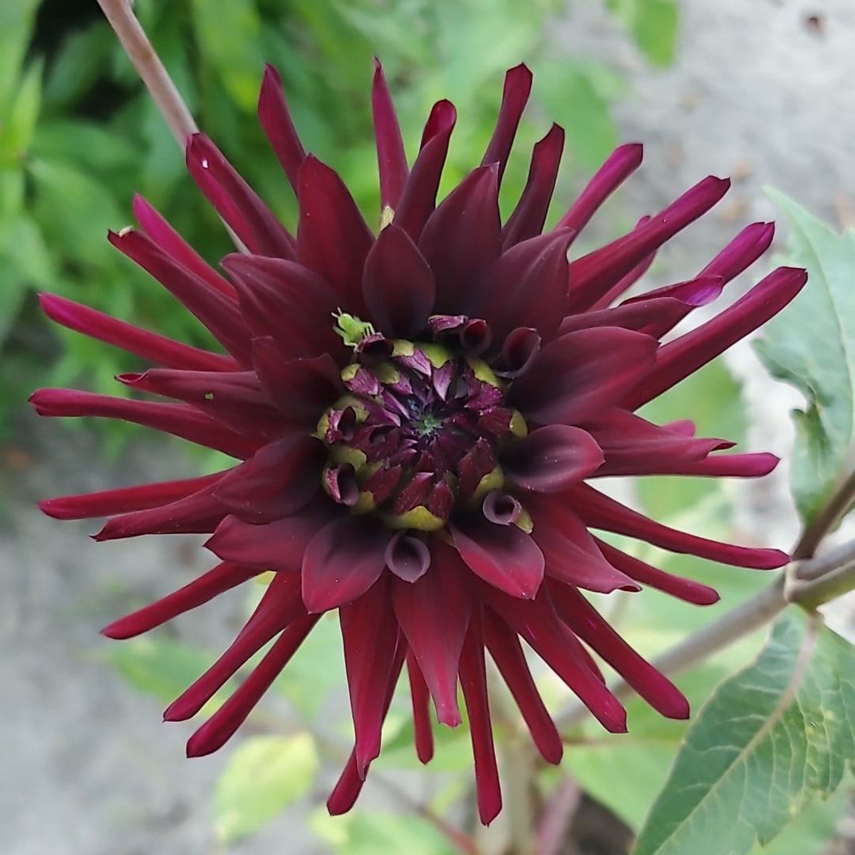 Black Narcissus Dahlia Perennial Seeds - Mixed Color Blooms, 40+ seeds