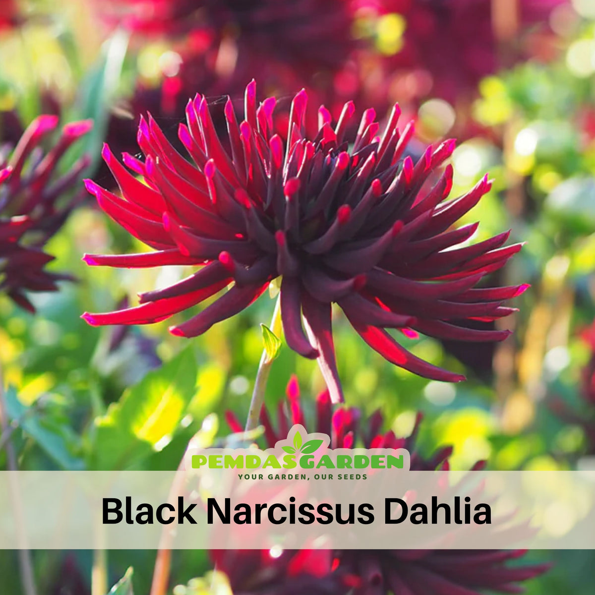 Black Narcissus Dahlia Perennial Seeds - Mixed Color Blooms, 40+ seeds