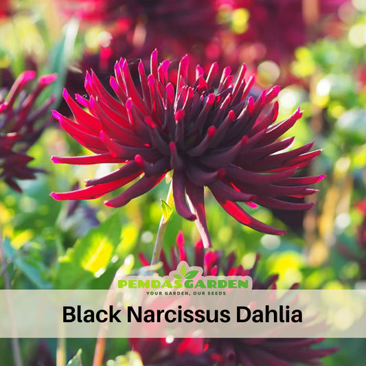 Black Narcissus Dahlia Perennial Seeds - Mixed Color Blooms, 40+ seeds