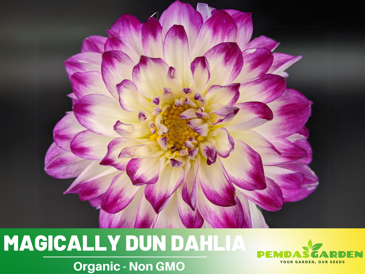 40+ Seeds|  Magically Dun Dahlia Perennial Seeds #D064
