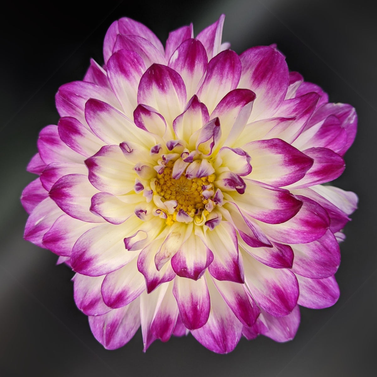 Magically Dun Dahlia Perennial Seeds - Long Lasting Blooms, 40+ seeds