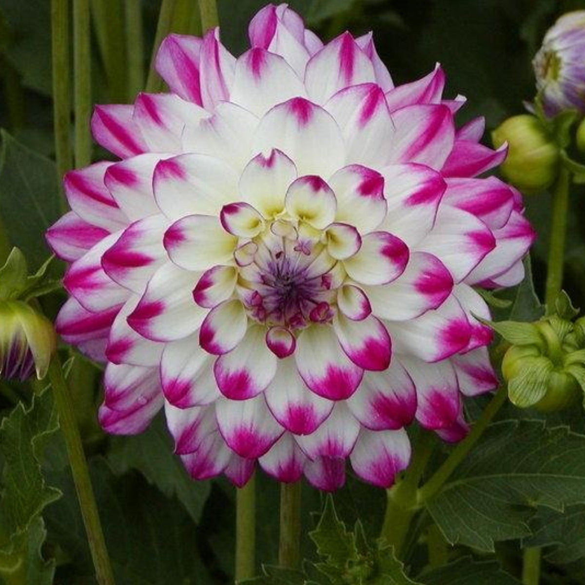 Magically Dun Dahlia Perennial Seeds - Long Lasting Blooms, 40+ seeds