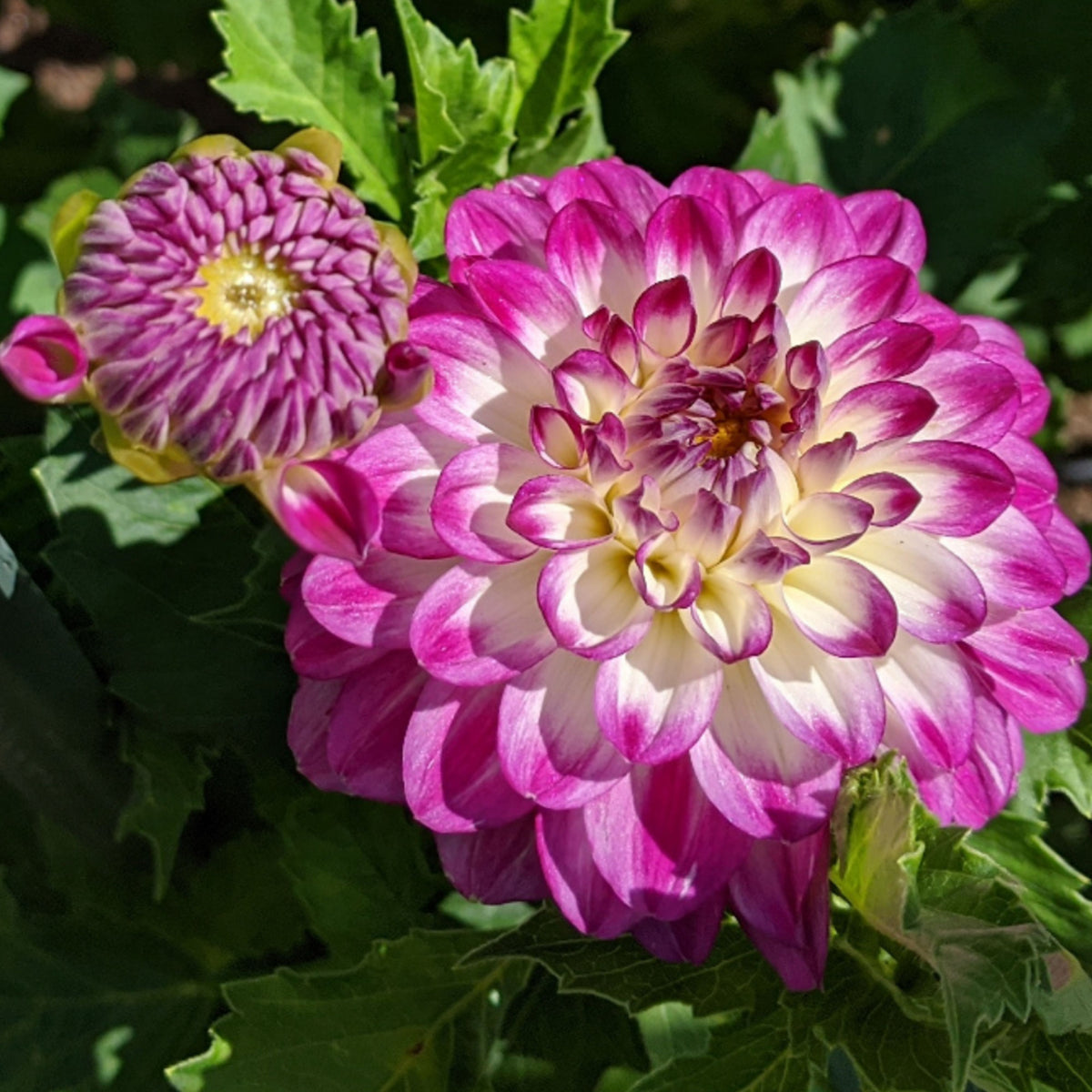 Magically Dun Dahlia Perennial Seeds - Long Lasting Blooms, 40+ seeds