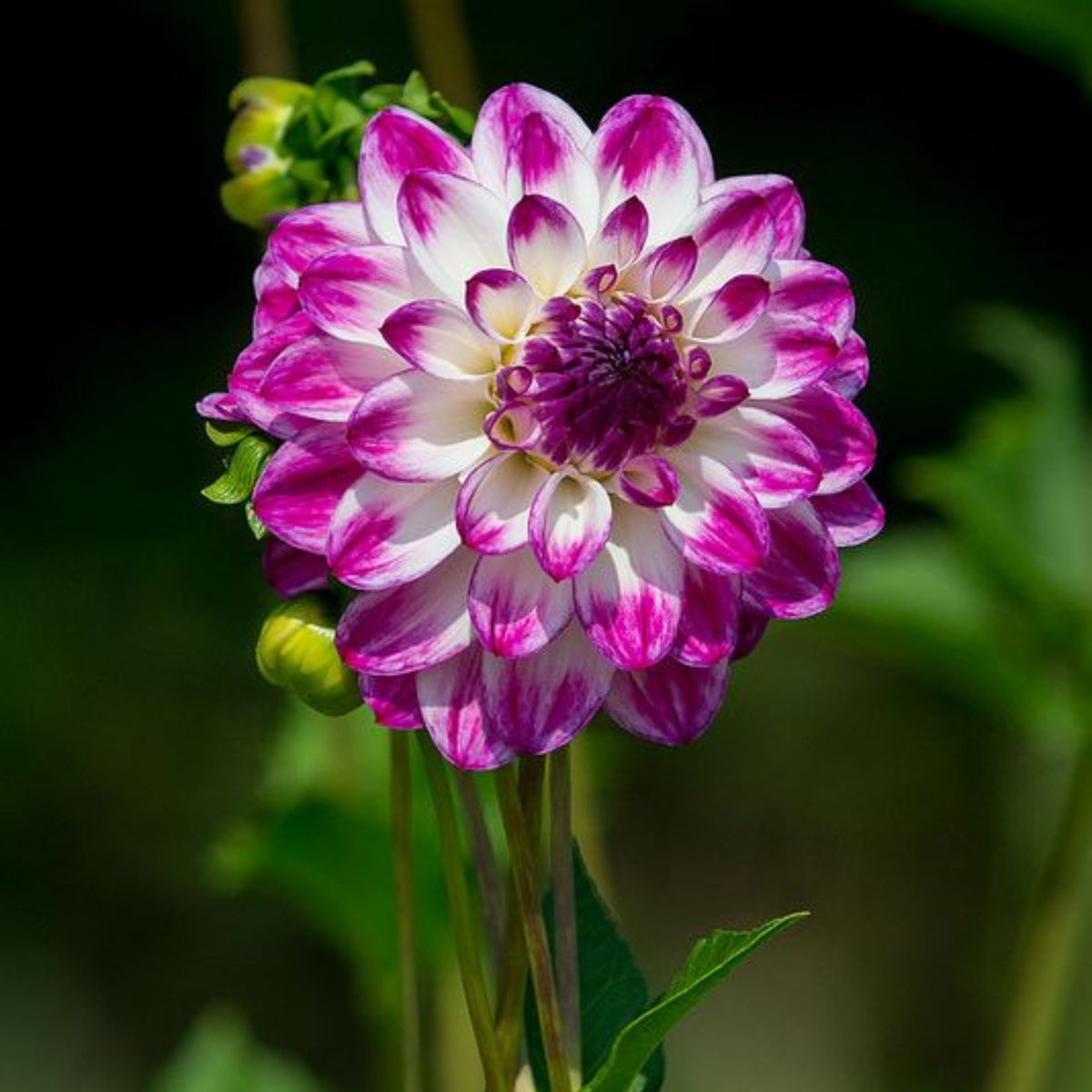 Magically Dun Dahlia Perennial Seeds - Long Lasting Blooms, 40+ seeds