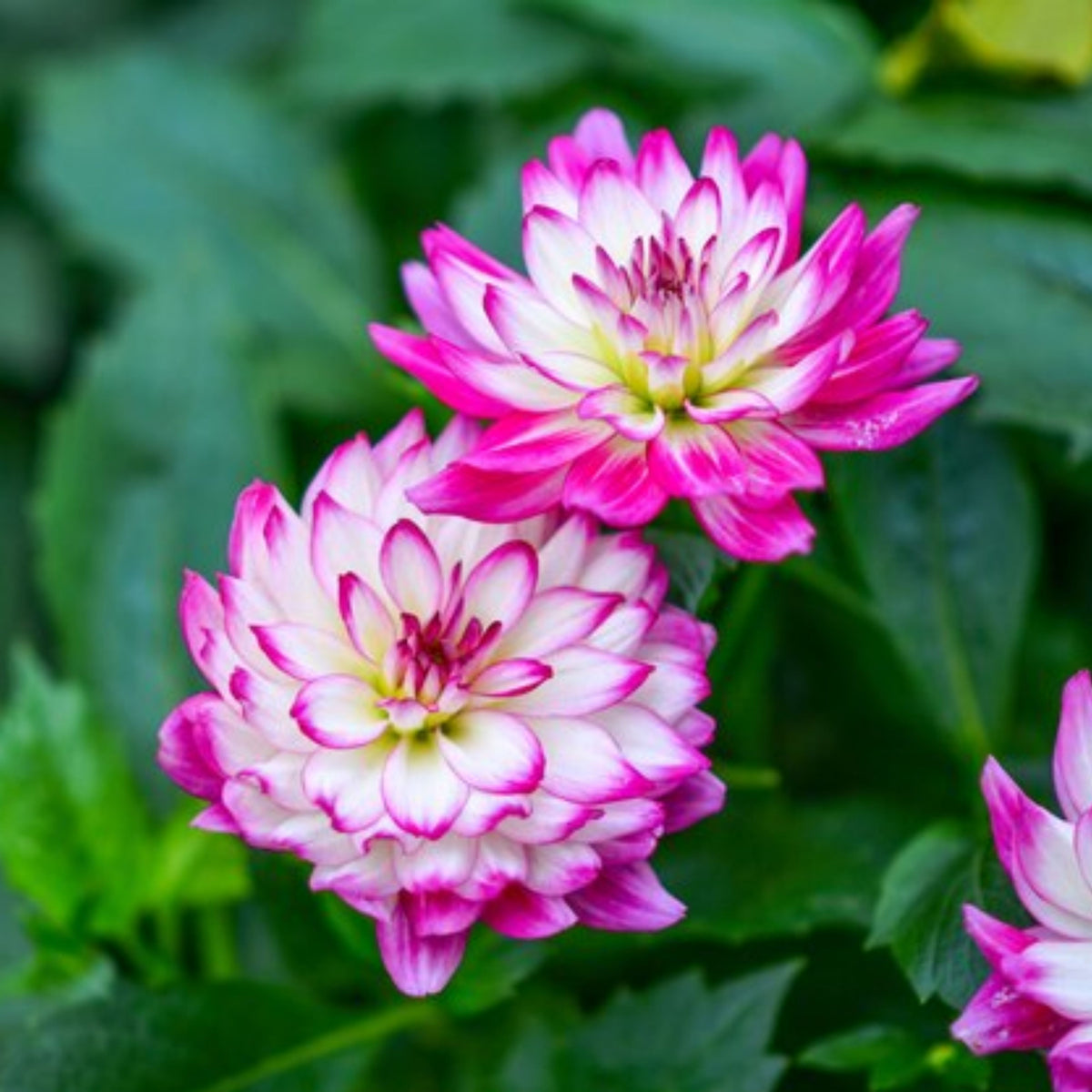 Magically Dun Dahlia Perennial Seeds - Long Lasting Blooms, 40+ seeds