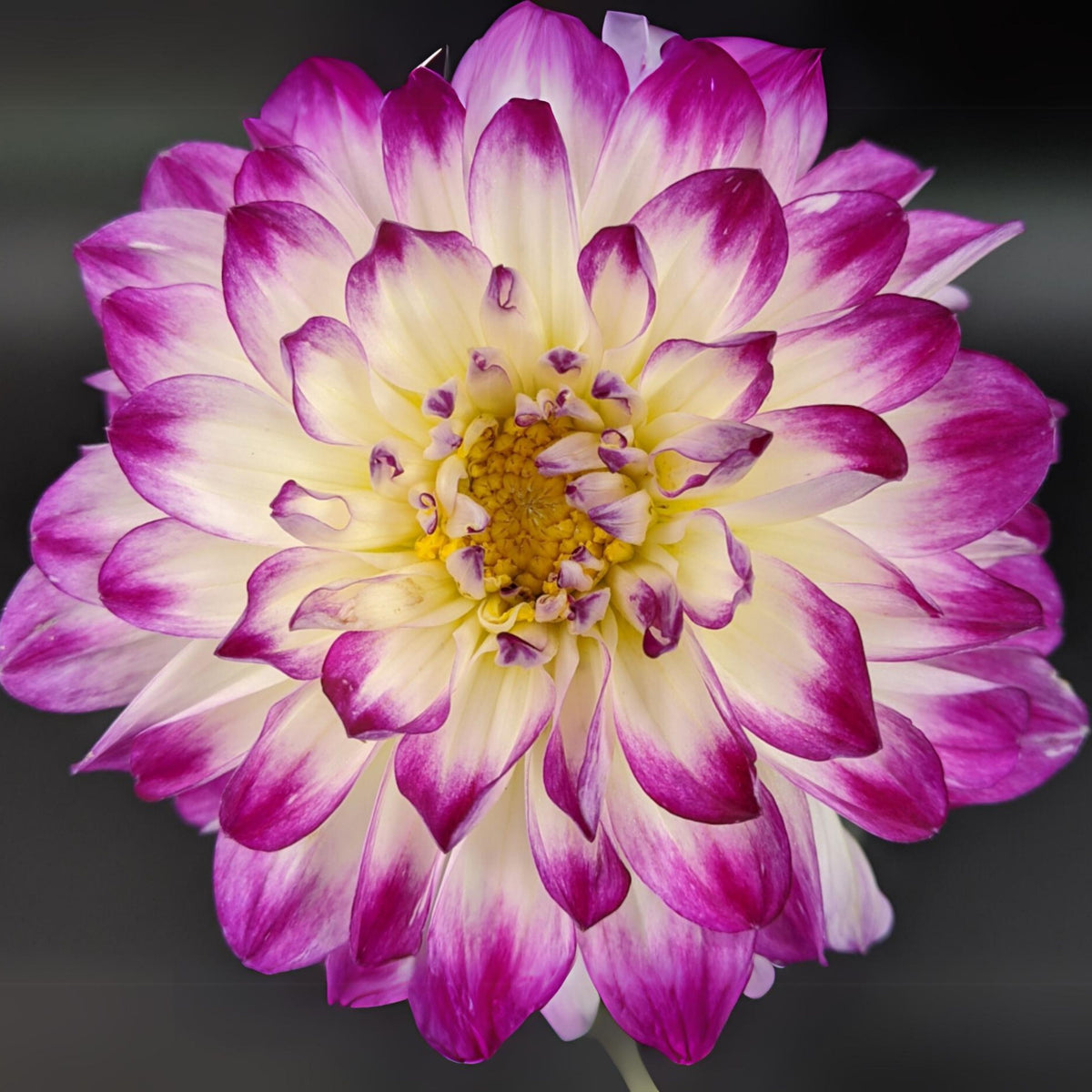 Magically Dun Dahlia Perennial Seeds - Long Lasting Blooms, 40+ seeds