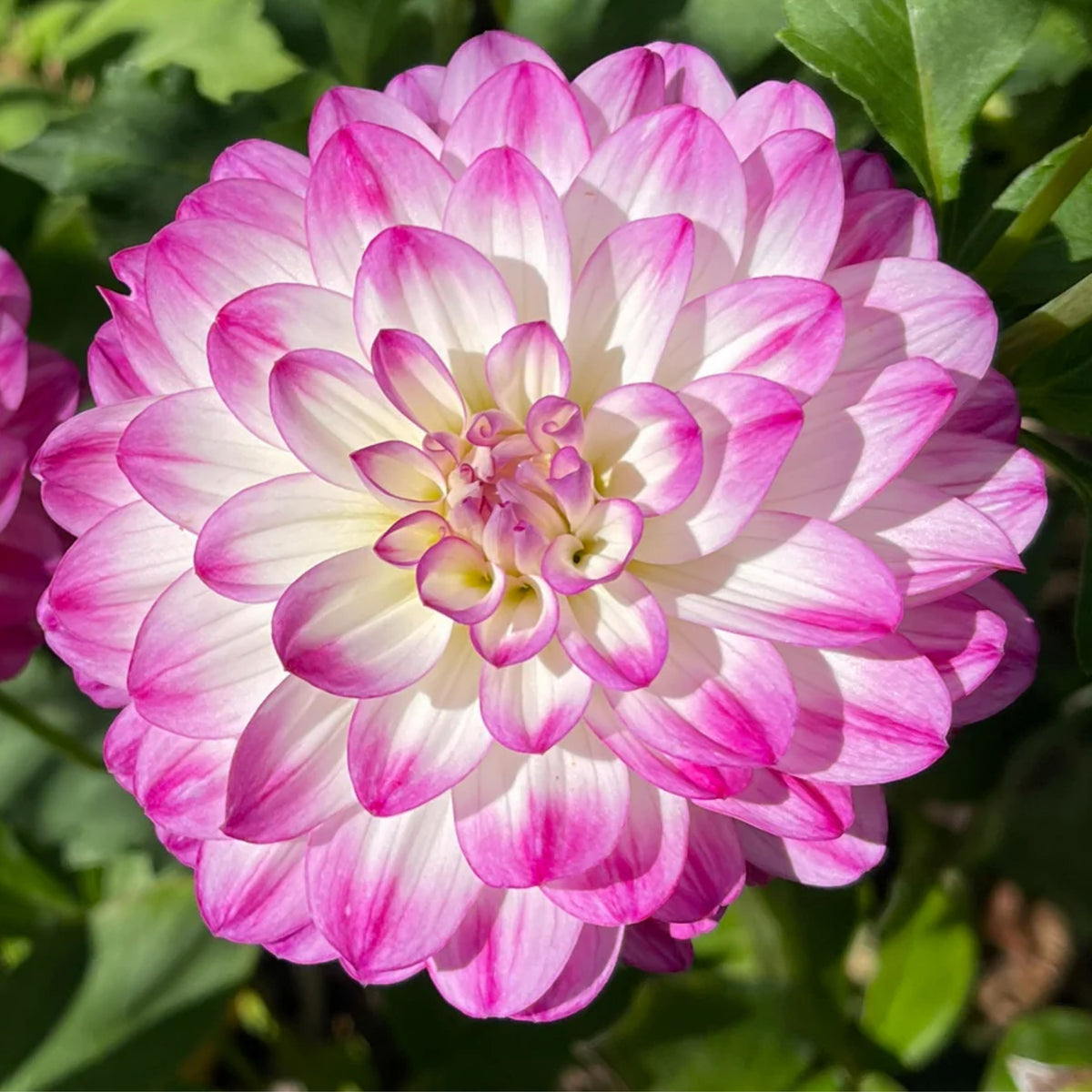 Magically Dun Dahlia Perennial Seeds - Long Lasting Blooms, 40+ seeds