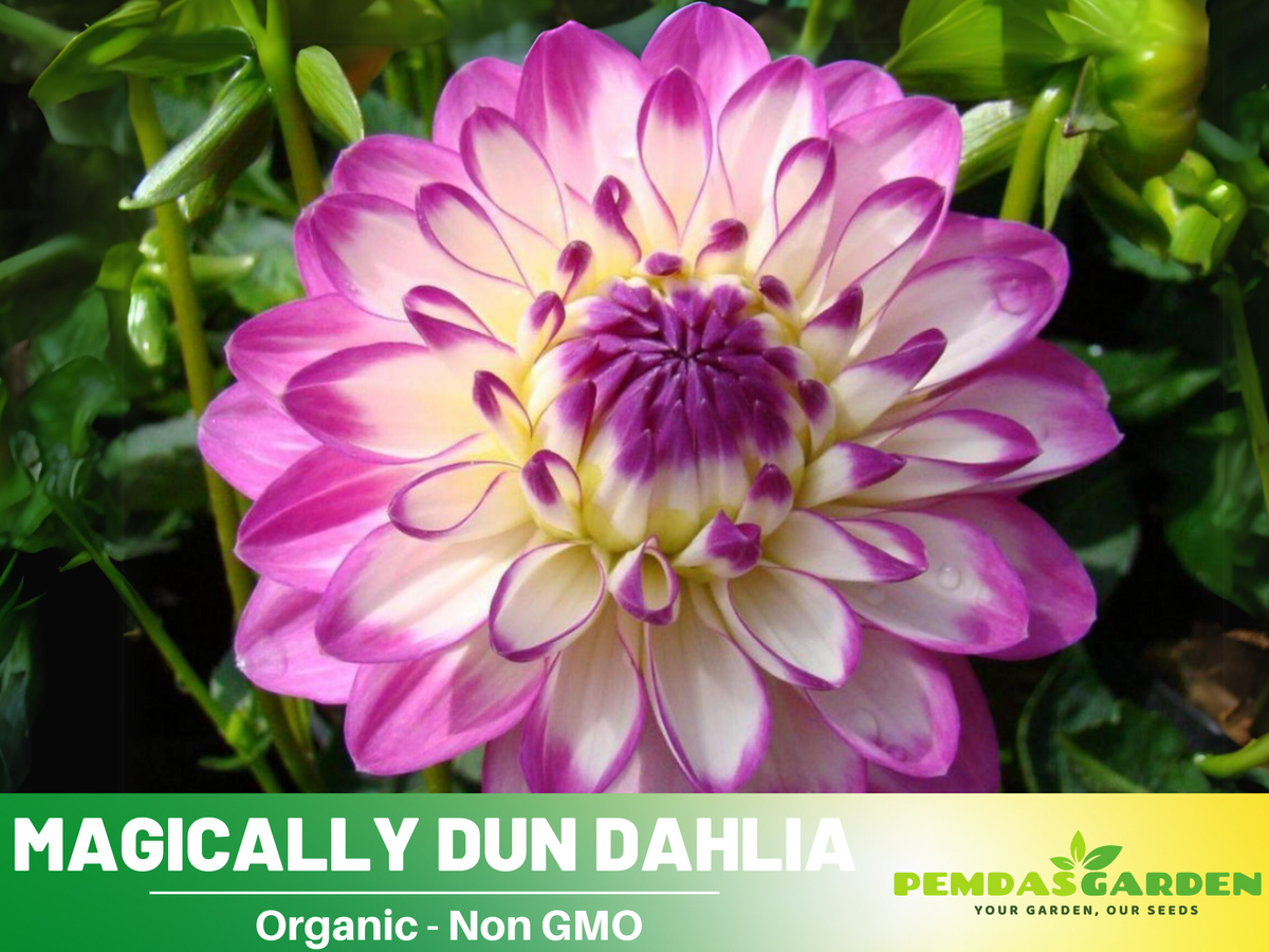 40+ Seeds|  Magically Dun Dahlia Perennial Seeds #D064