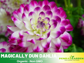 40+ Seeds|  Magically Dun Dahlia Perennial Seeds– Long Lasting Blooms, Ideal for Cut Flower Arrangements, Vibrant Garden Mix for Summer & Fall #D064