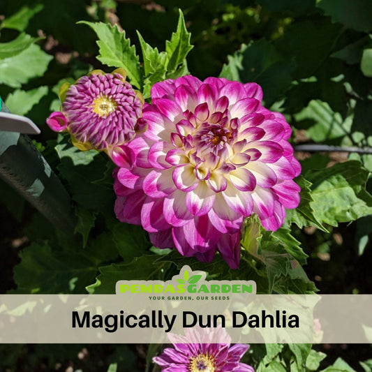 Magically Dun Dahlia Perennial Seeds - Long Lasting Blooms, 40+ seeds