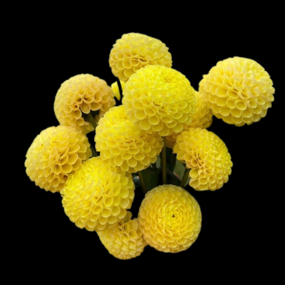 Little Scottie Dahlia Perennial Seeds - Long Lasting Blooms, 40+ seeds