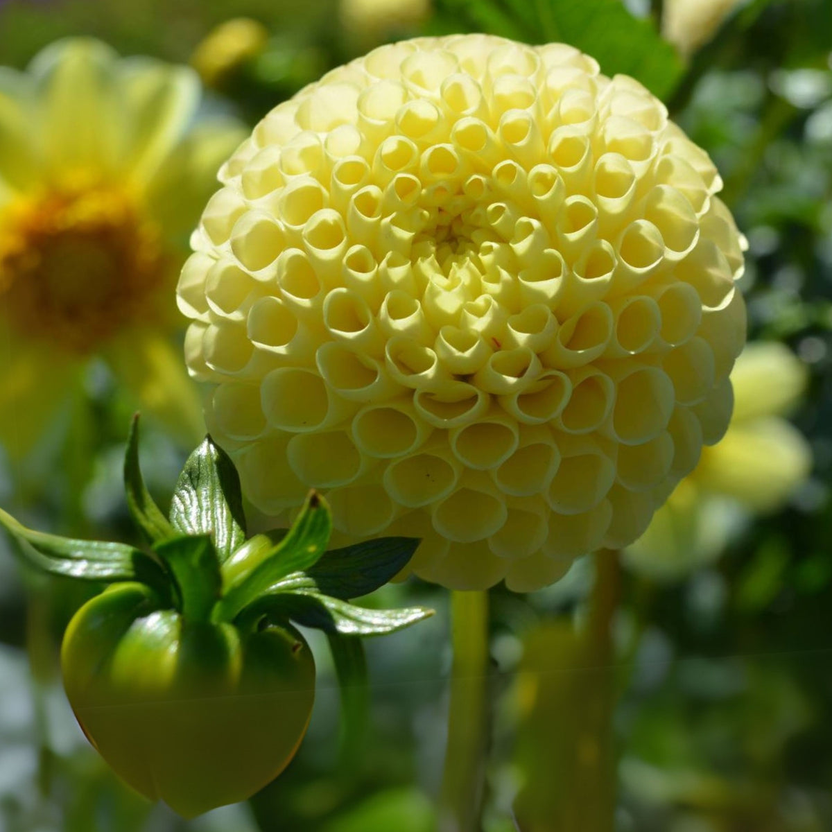 Little Scottie Dahlia Perennial Seeds - Long Lasting Blooms, 40+ seeds