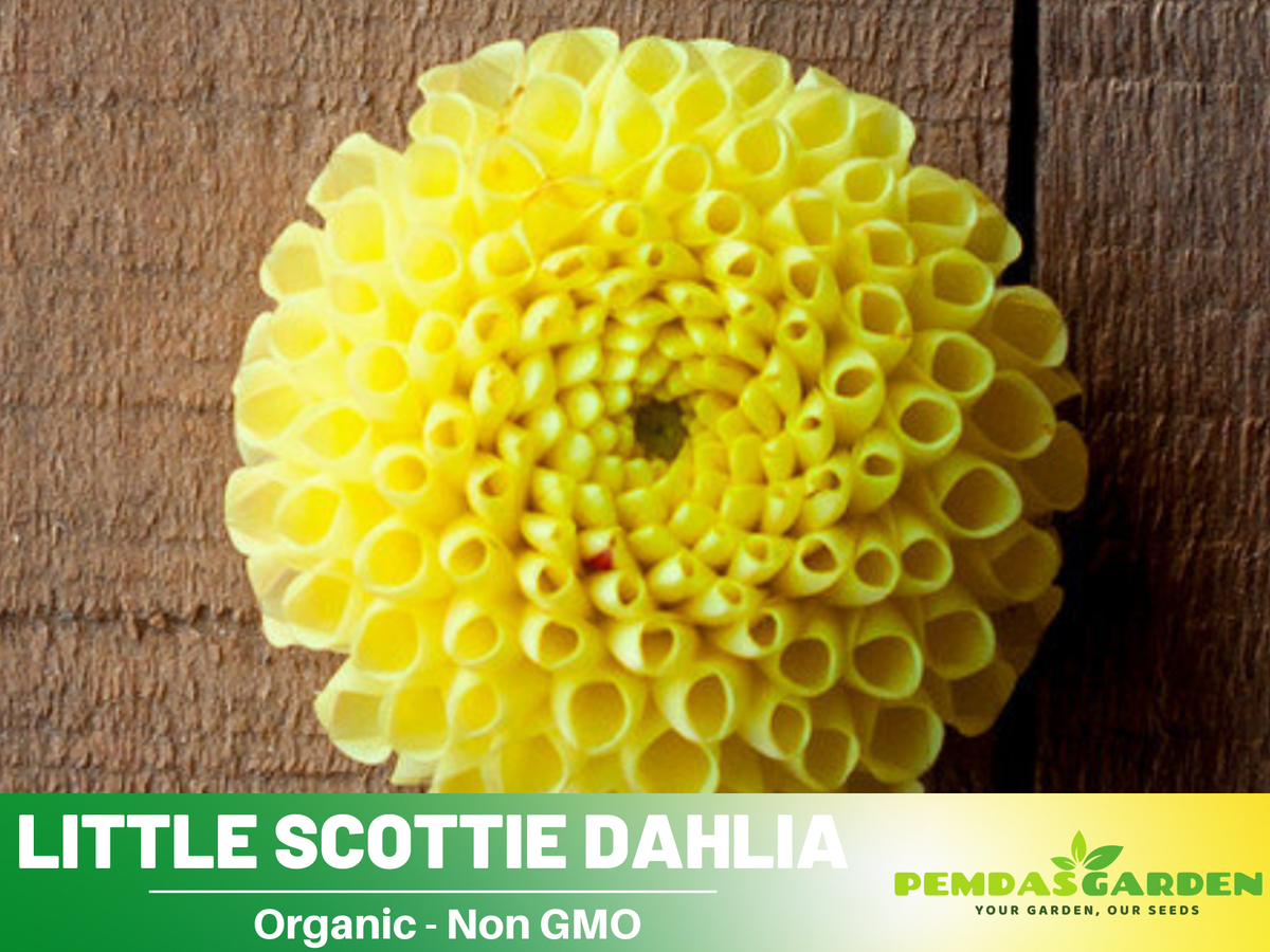 40+ Seeds|  Little Scottie Dahlia Perennial Seeds #D065