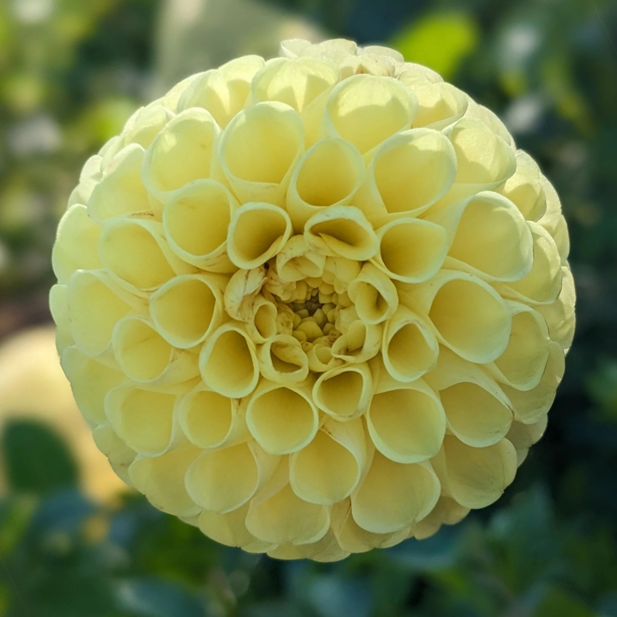 Little Scottie Dahlia Perennial Seeds - Long Lasting Blooms, 40+ seeds