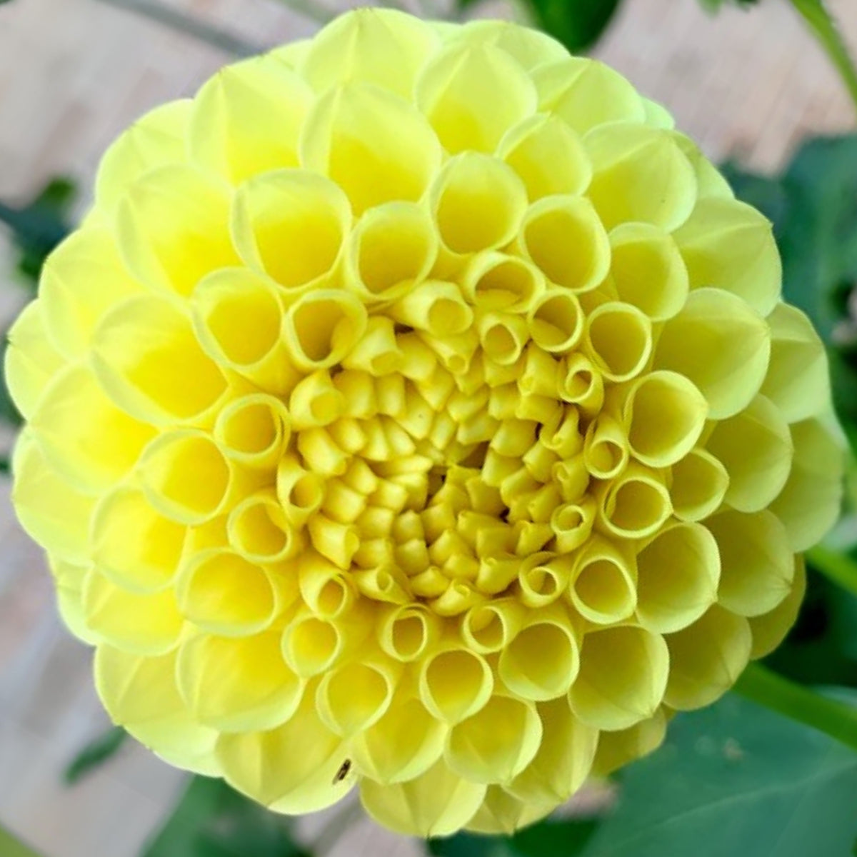 Little Scottie Dahlia Perennial Seeds - Long Lasting Blooms, 40+ seeds