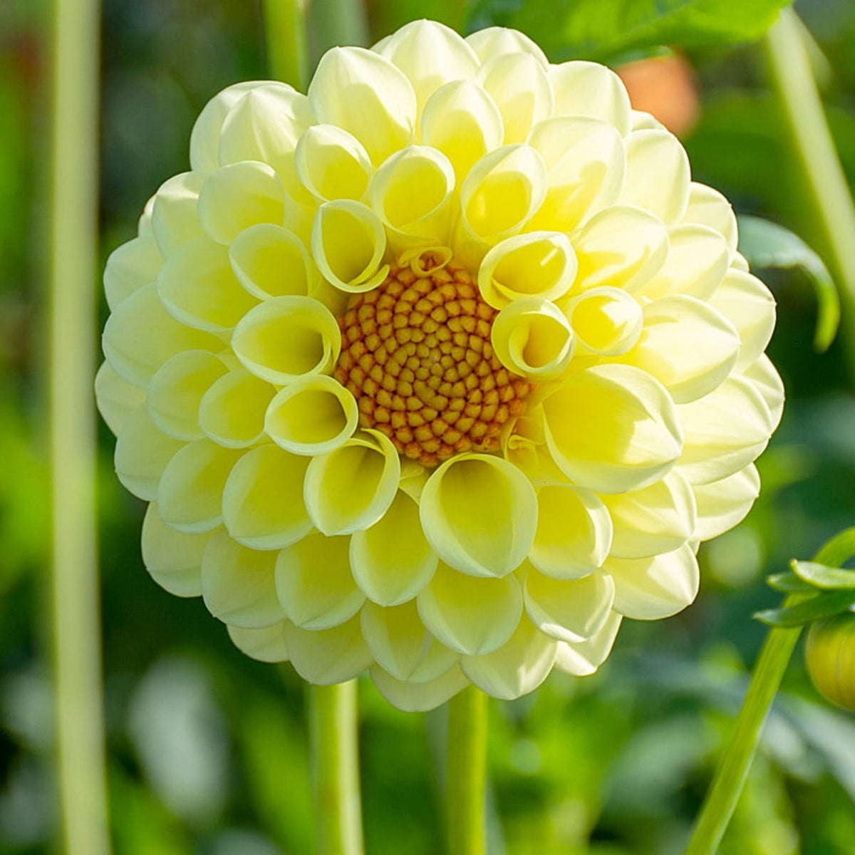 Little Scottie Dahlia Perennial Seeds - Long Lasting Blooms, 40+ seeds