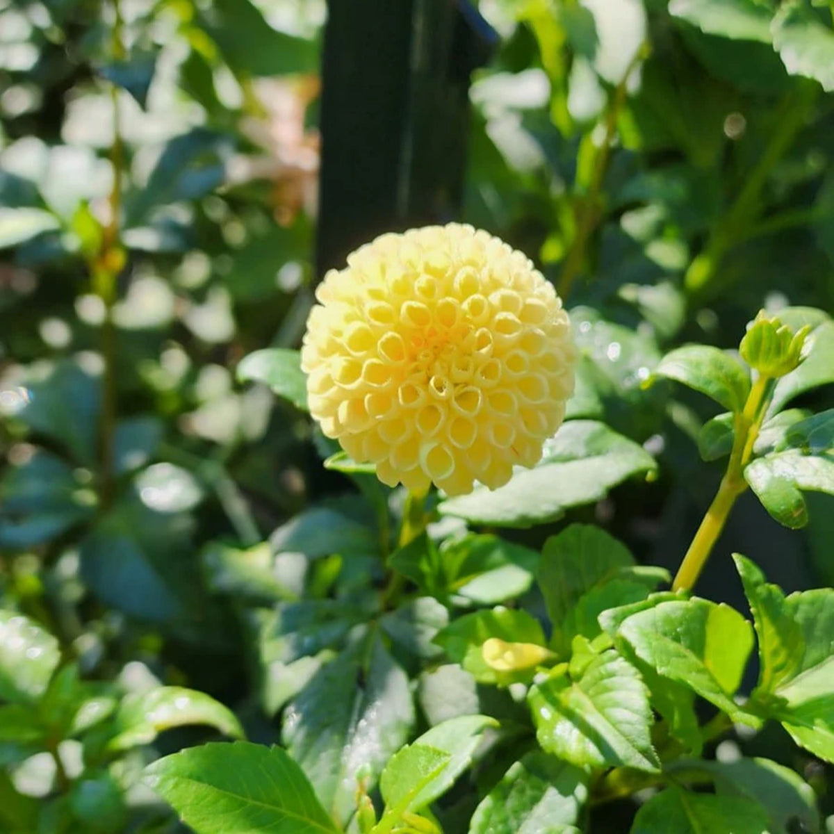 Little Scottie Dahlia Perennial Seeds - Long Lasting Blooms, 40+ seeds