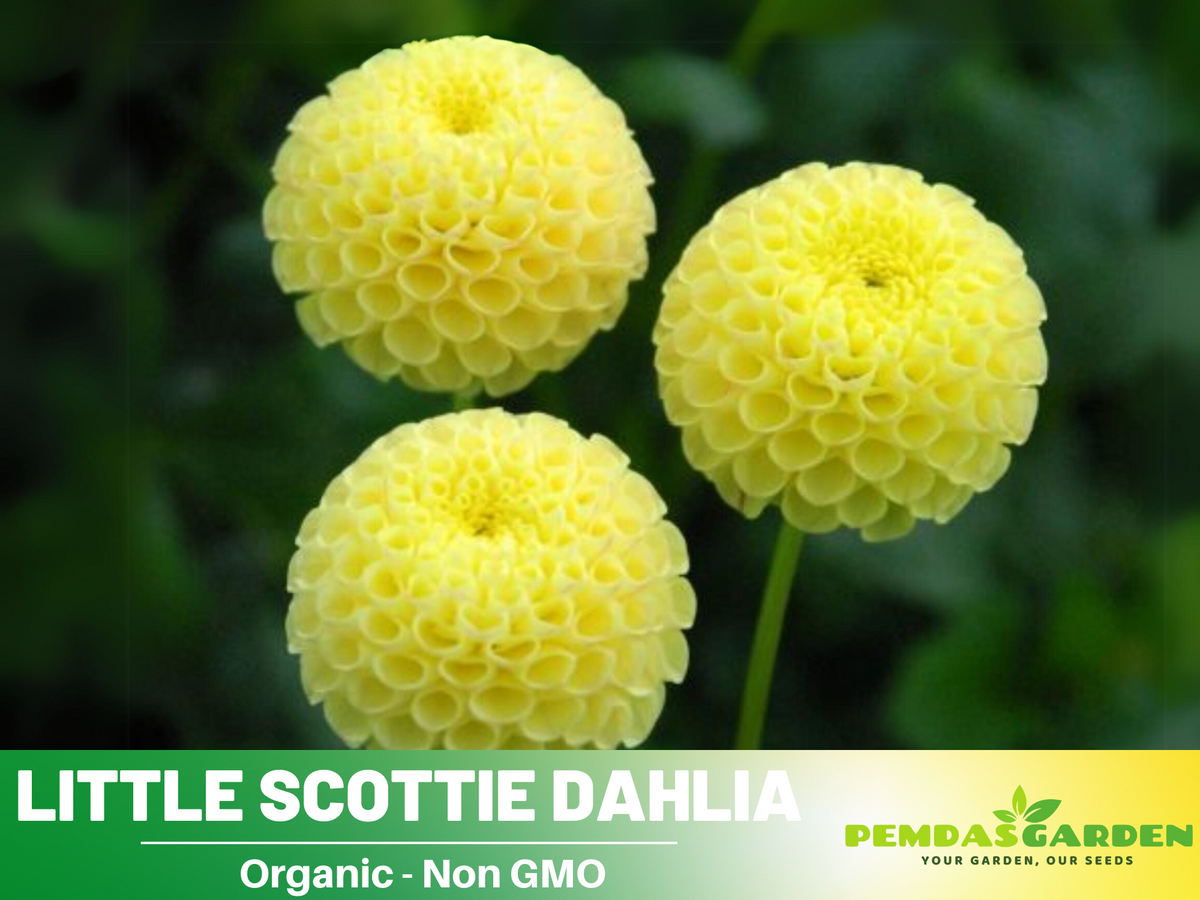 40+ Seeds|  Little Scottie Dahlia Perennial Seeds #D065