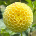 40+ Seeds|  Little Scottie Dahlia Perennial Seeds– Long Lasting Blooms, Ideal for Cut Flower Arrangements, Vibrant Garden Mix for Summer & Fall #D065