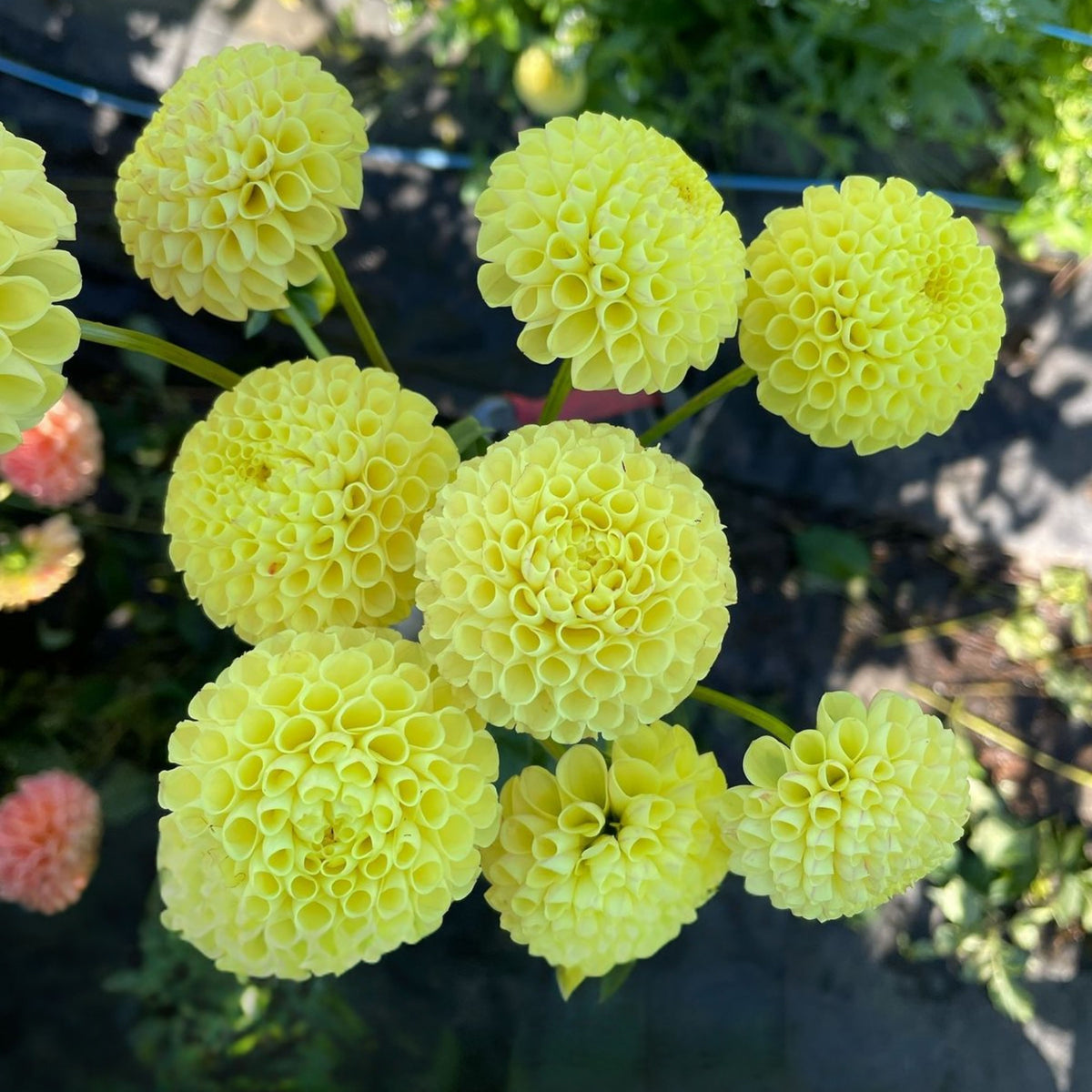 Little Scottie Dahlia Perennial Seeds - Long Lasting Blooms, 40+ seeds
